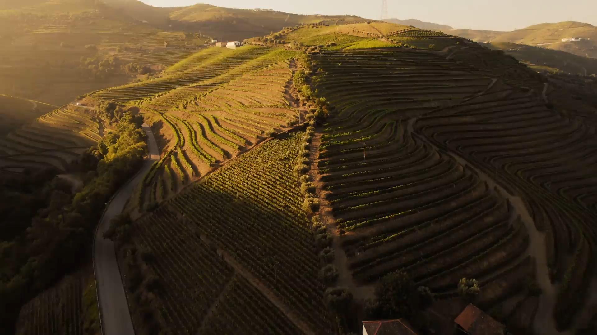 colline con vigneti